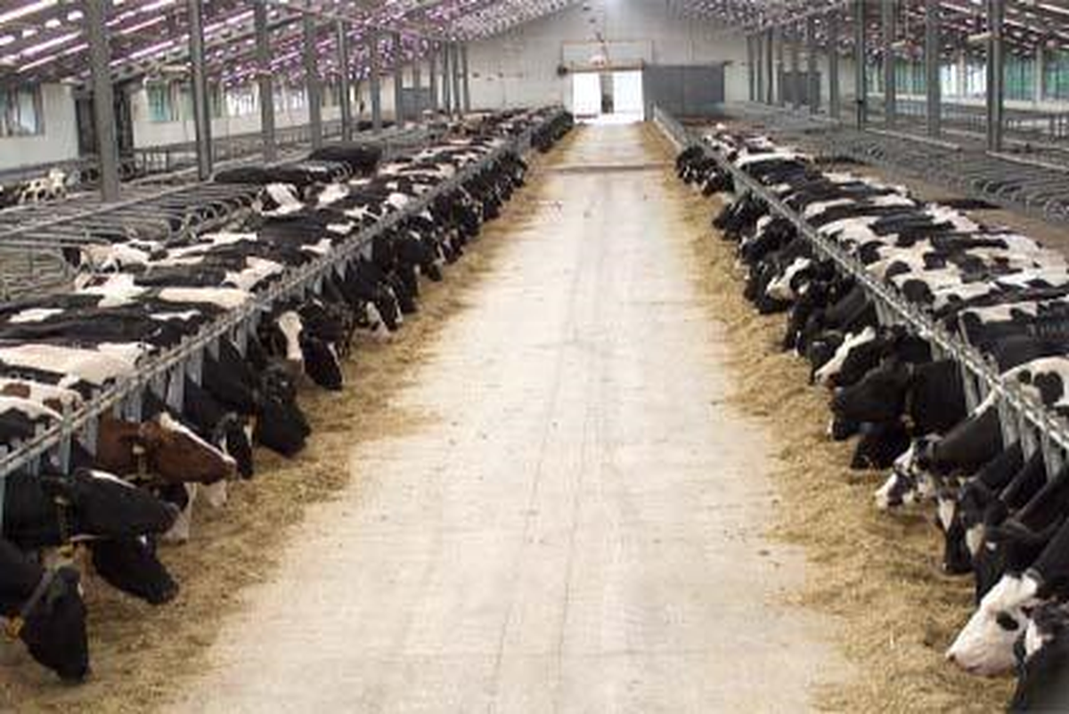 TİGEM ABD\'den 800 Büyükbaş Hayvan İthal Edecek