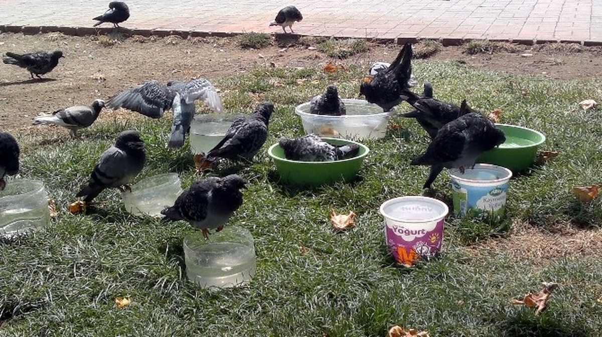 Yüzlerce Kuş, Telef Olmakta Kurtuldu