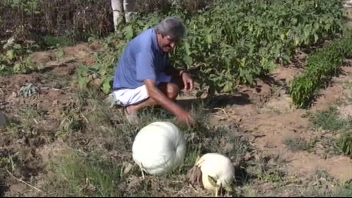 Silifke\'de 30 Kiloluk Bal Kabağı Yetiştirdi