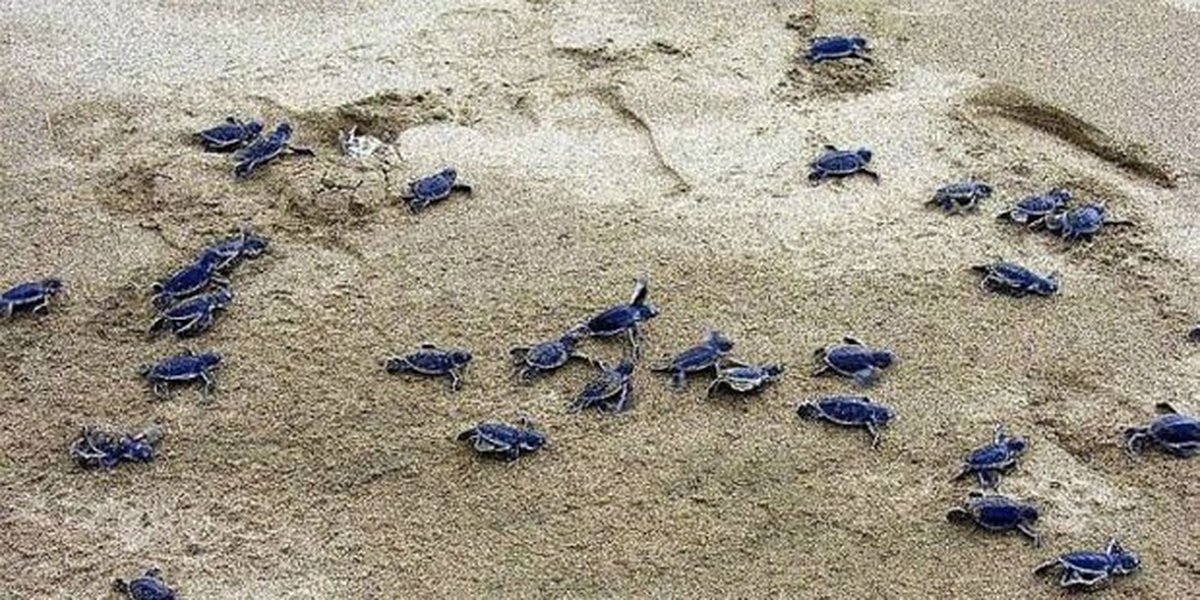 Caretta Carettaların Kuşadası Aşkı