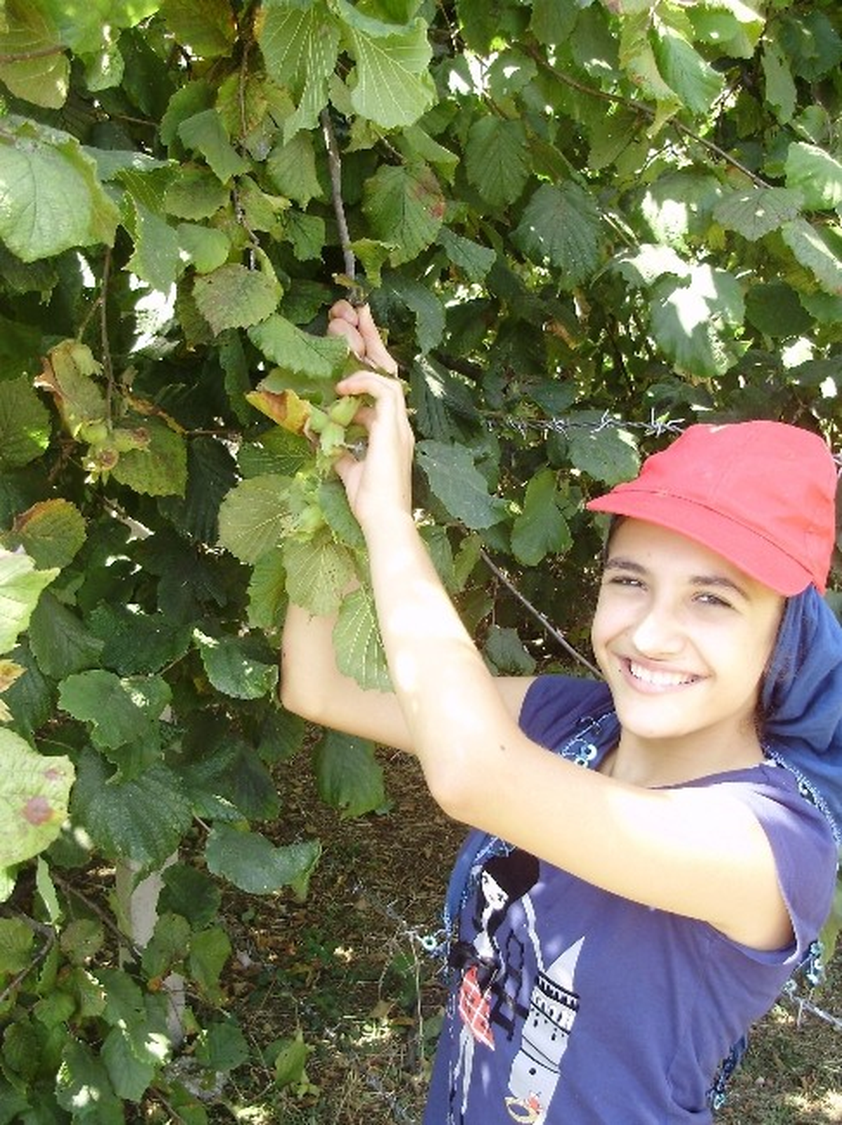 Düzce\'de Fındık Hasadı Tarihleri Belirlendi