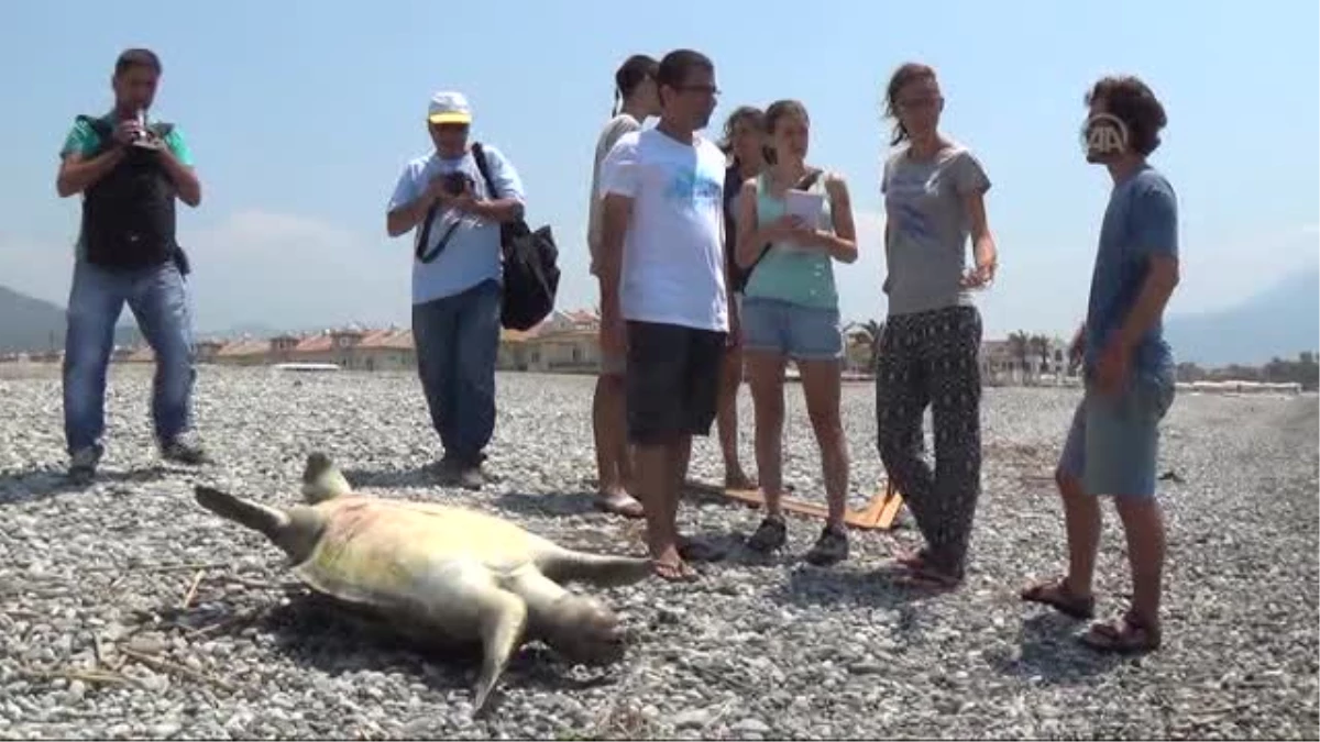 Fethiye\'de ölü yeşil deniz kaplumbağası bulundu -