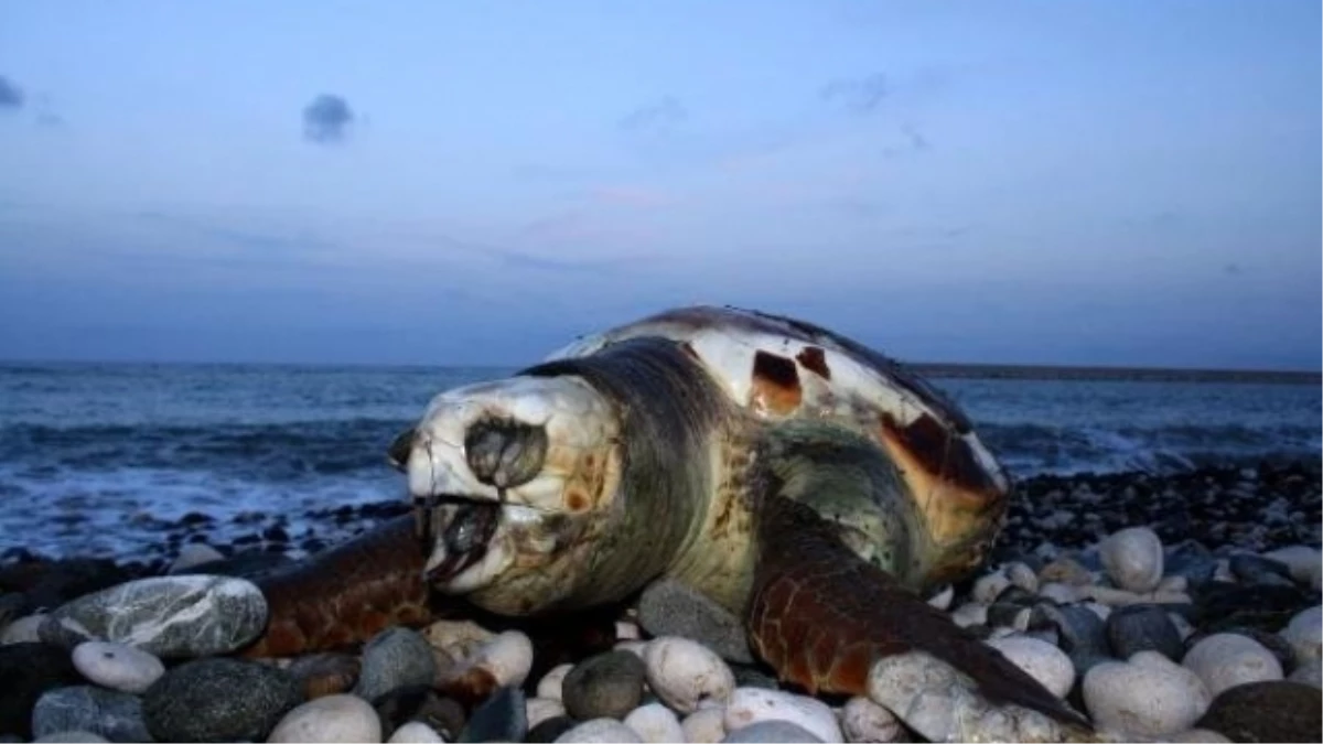 Fethiye\'de Ölü Yeşil Deniz Kaplumbağası Bulundu