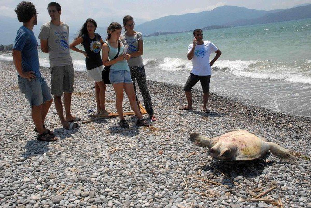 Fethiye\'de Sahile Ölü Caretta Vurdu