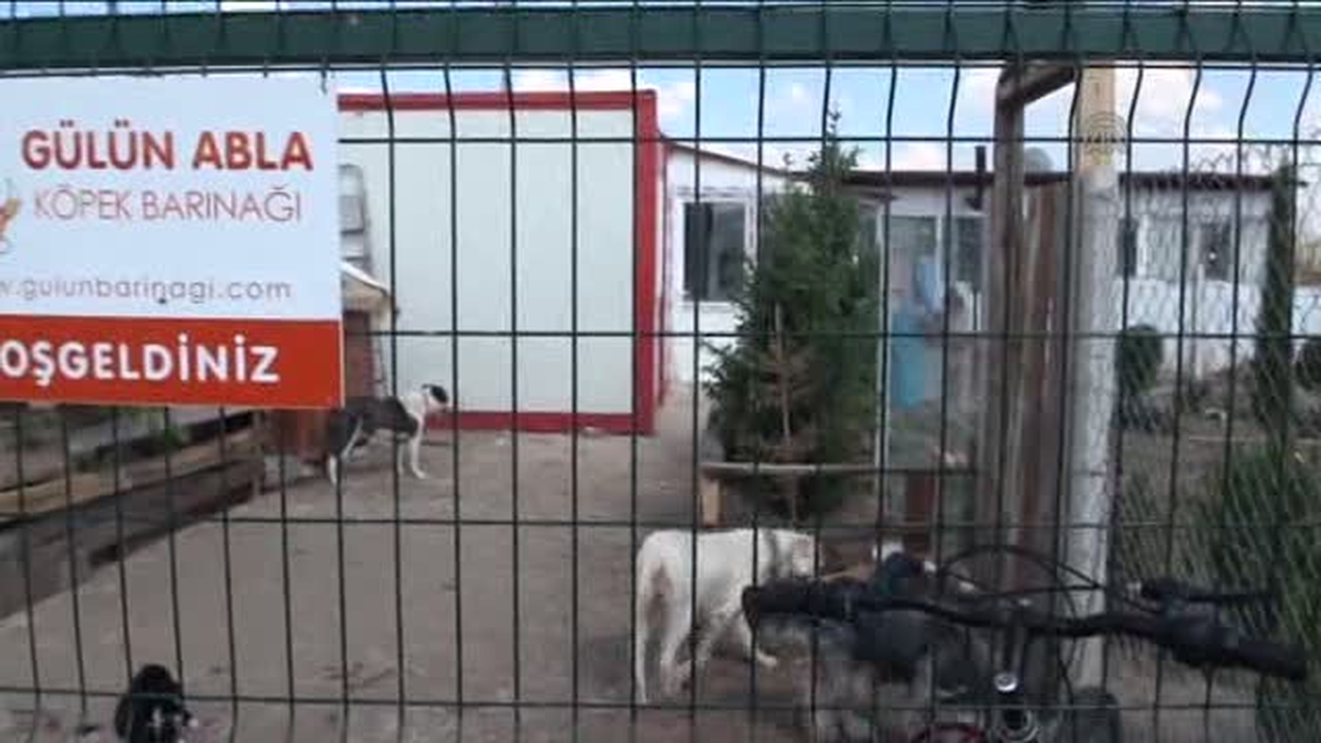 Bir yılda 100 sokak köpeğini sahiplendirdi -