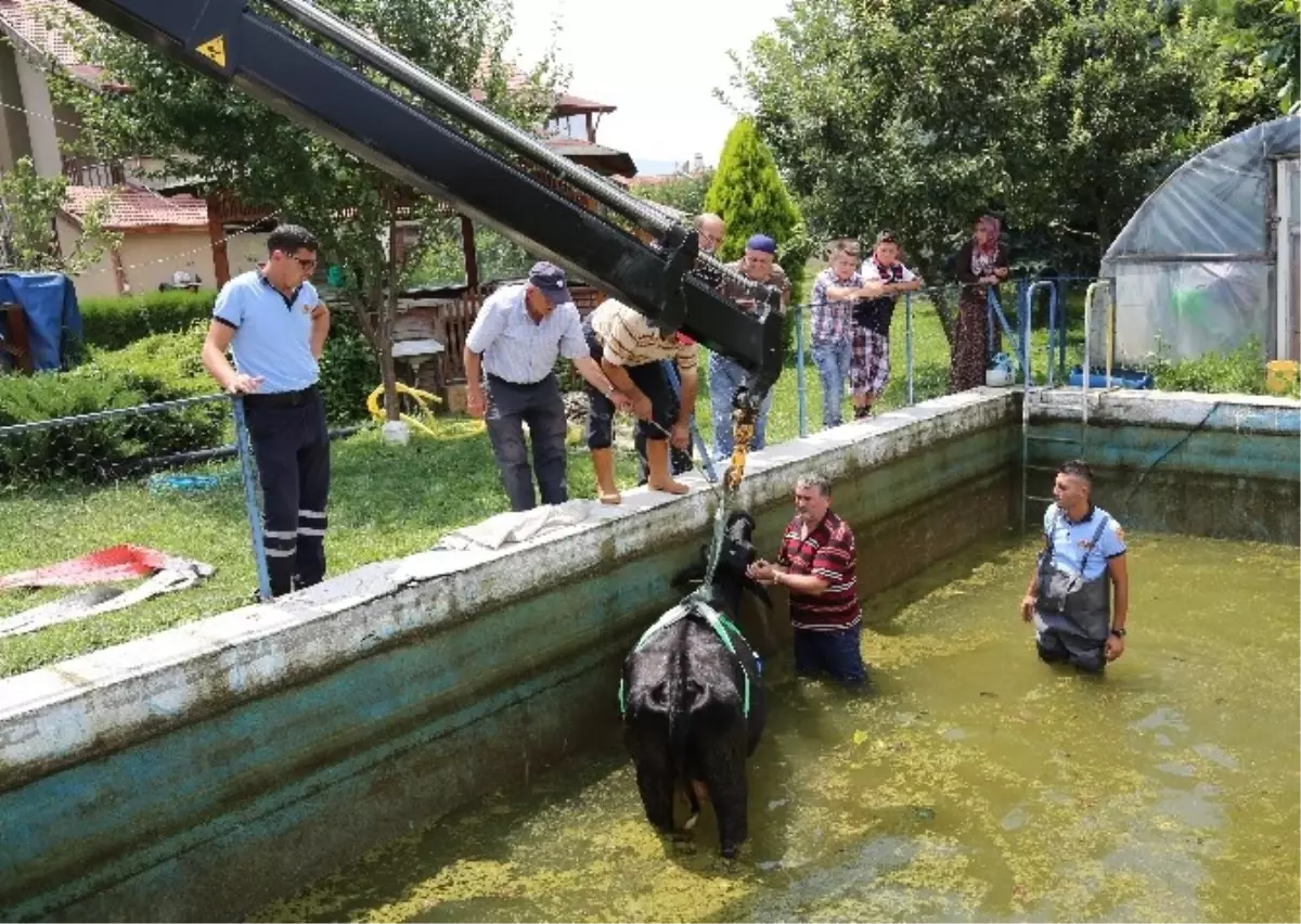 Havuza Düşen İneği İtfaiye Kurtardı