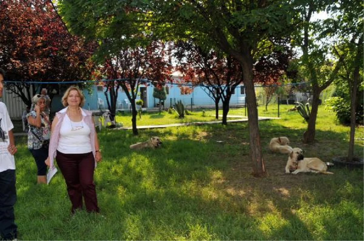 Prof. Dr. Gürol: Haytap\'ın Müdahalesi Olmasa 30 Köpek de Ölürdü