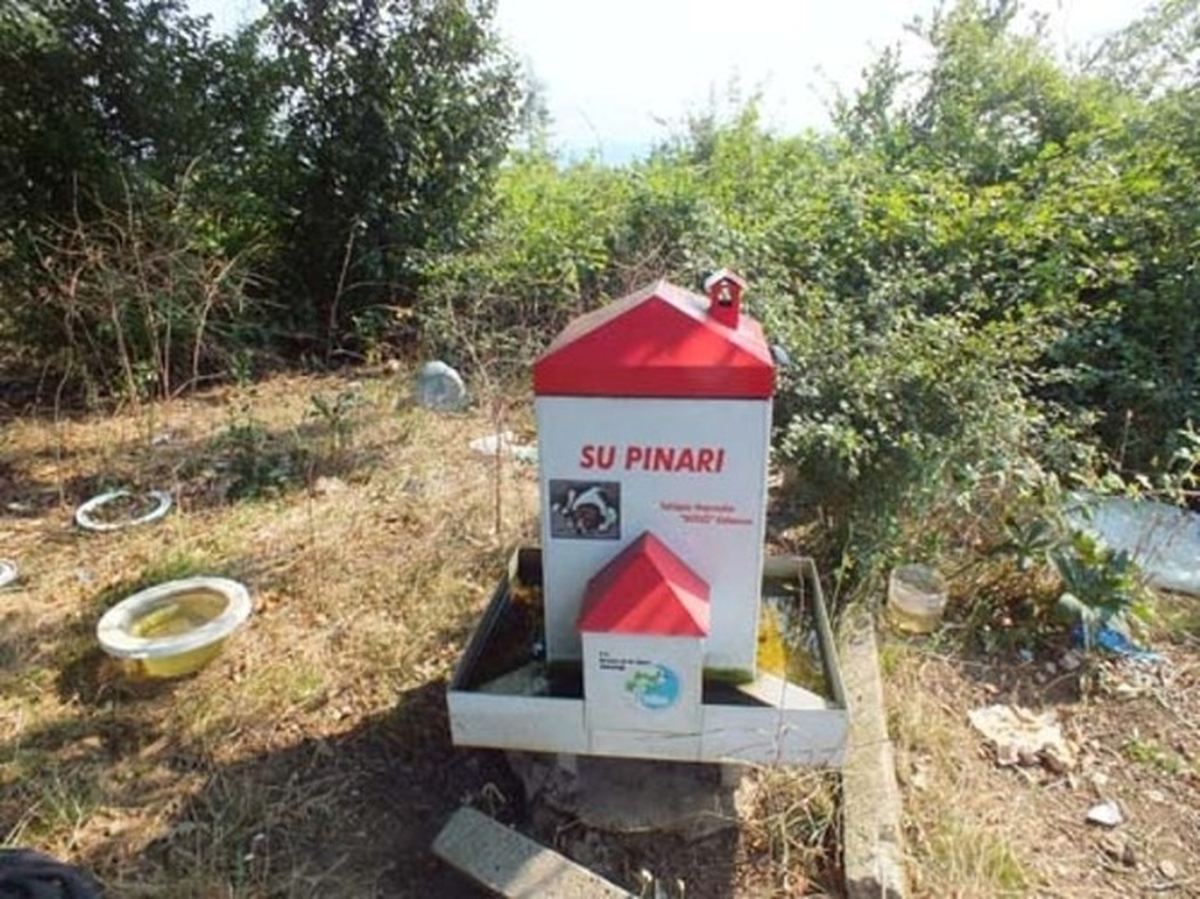 Sahipsiz Sokak Köpeklerine Yem Bırakıldı