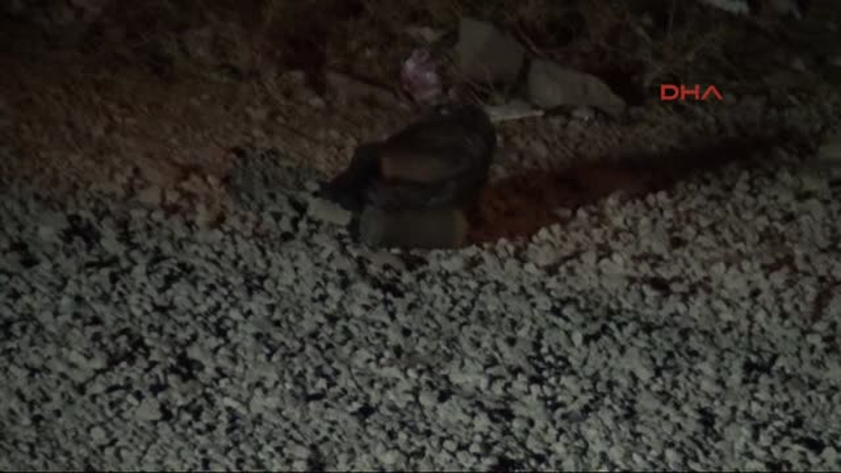 Sınırda Buldukları Mayınları Mahalleye Getirdiler