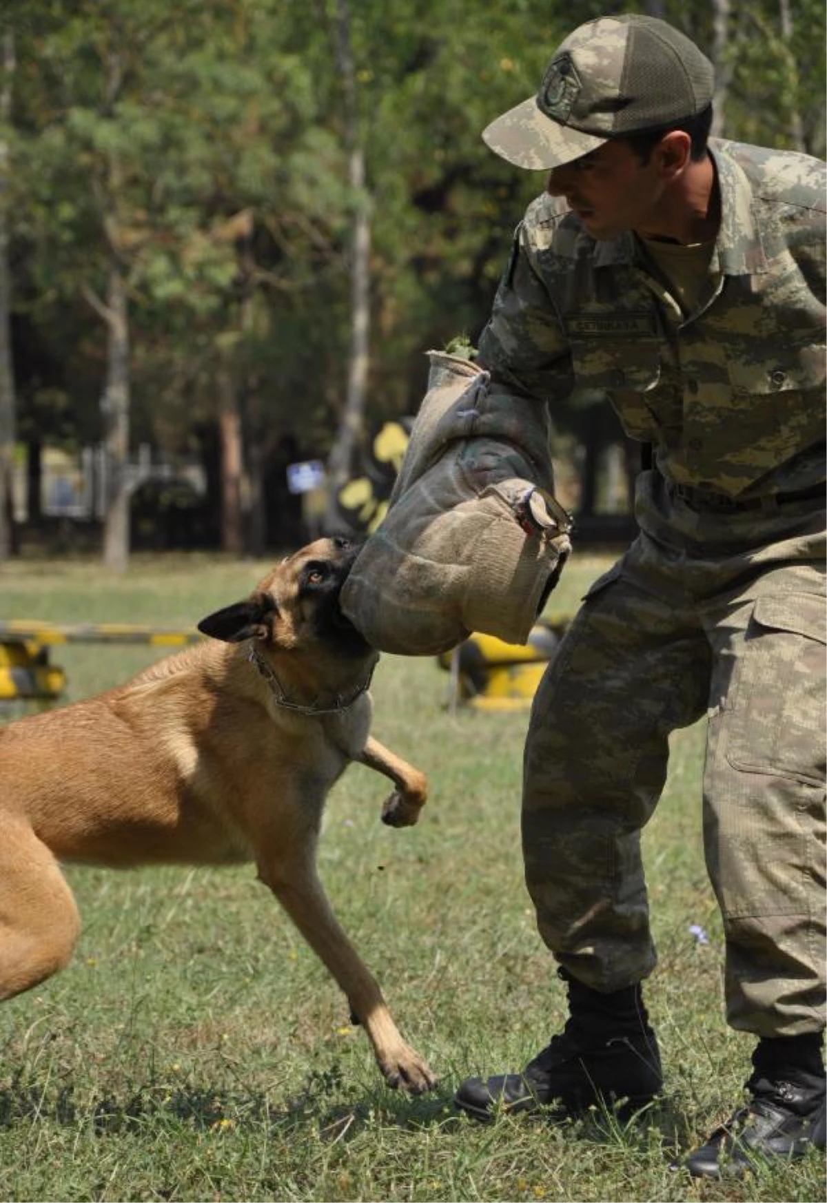 Bu Köpekler "Hazır Ol"Da Bekliyor