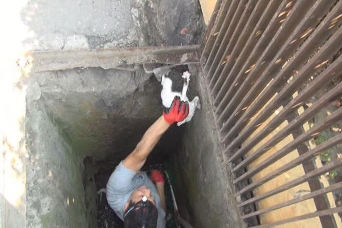 Kanalizasyona Düşen Yavru Kedi Vidanjörle Kurtarıldı