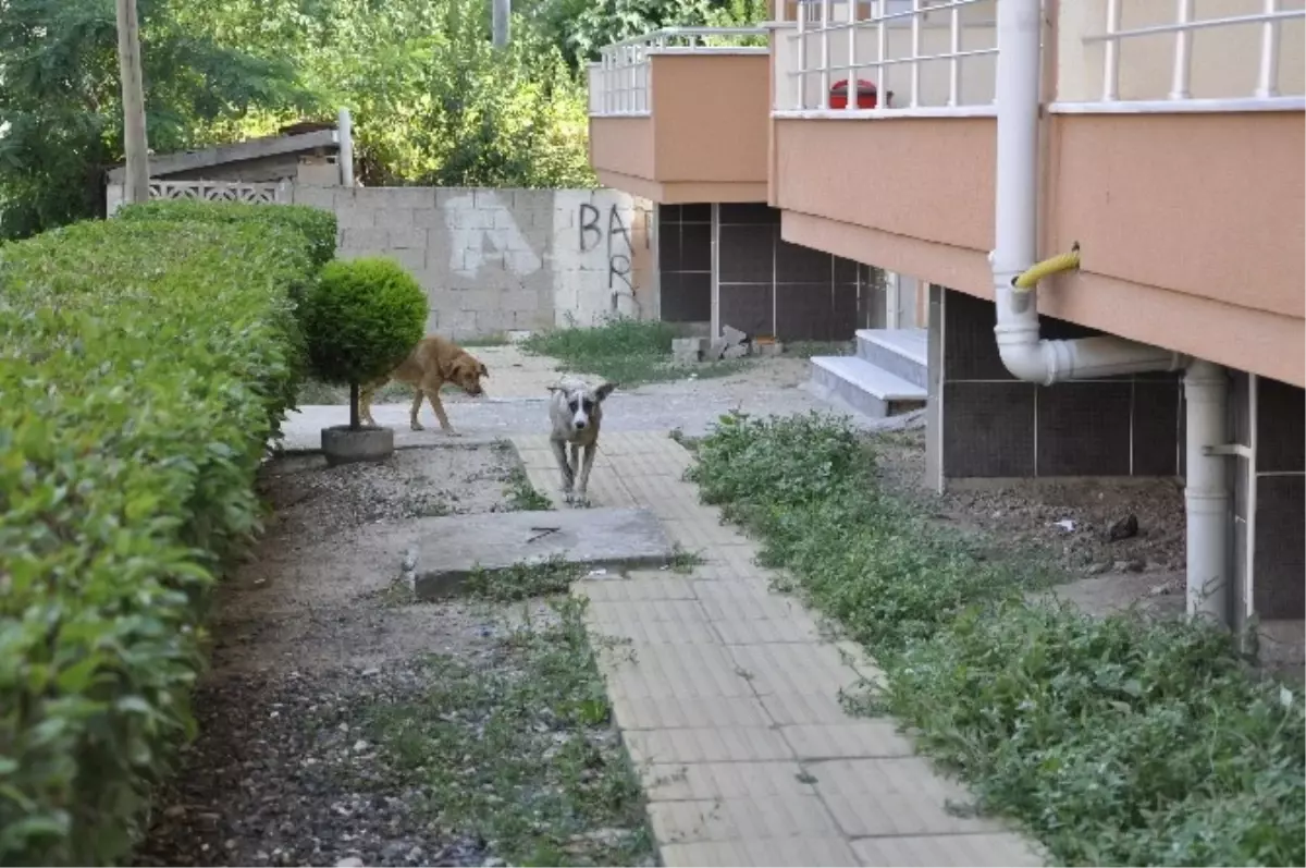 Muratlı\'da Vatandaş Sokak Köpeklerinden Şikayetçi