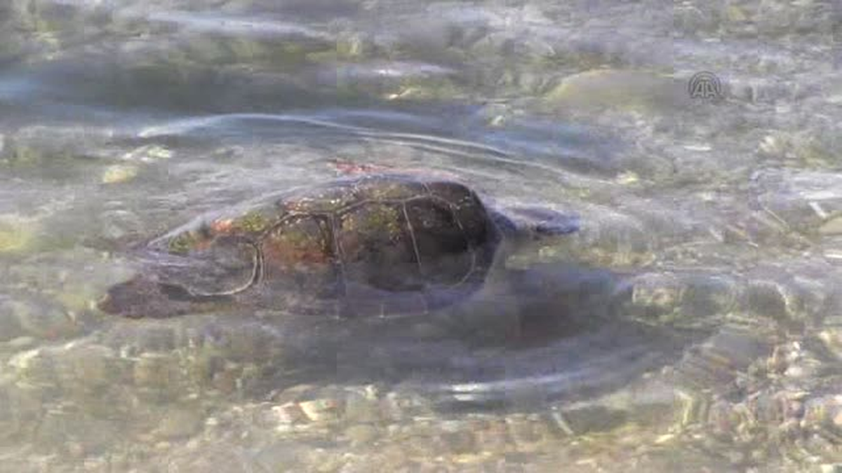 Didim\'de yaralı Caretta caretta bulundu