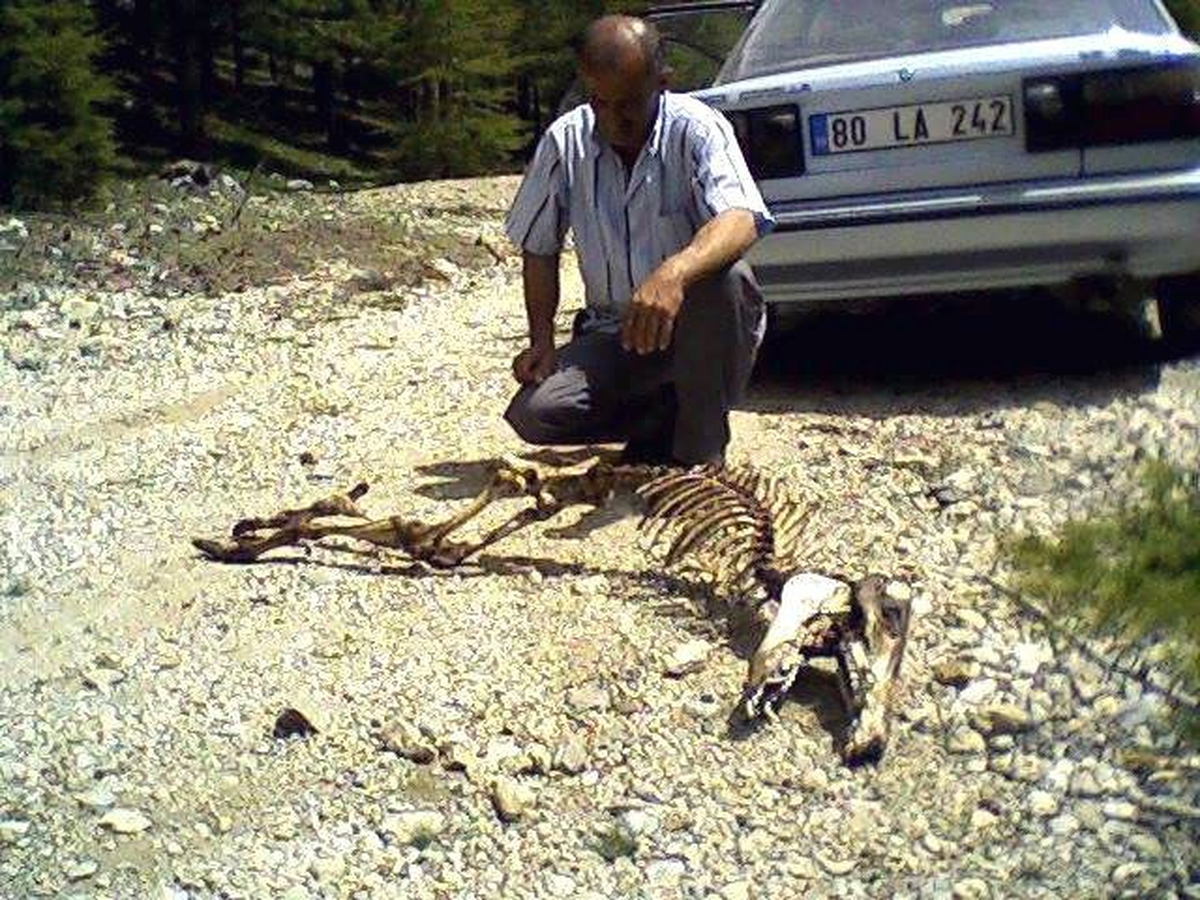 Esrarengiz Hayvan İskeleti Şaşırttı