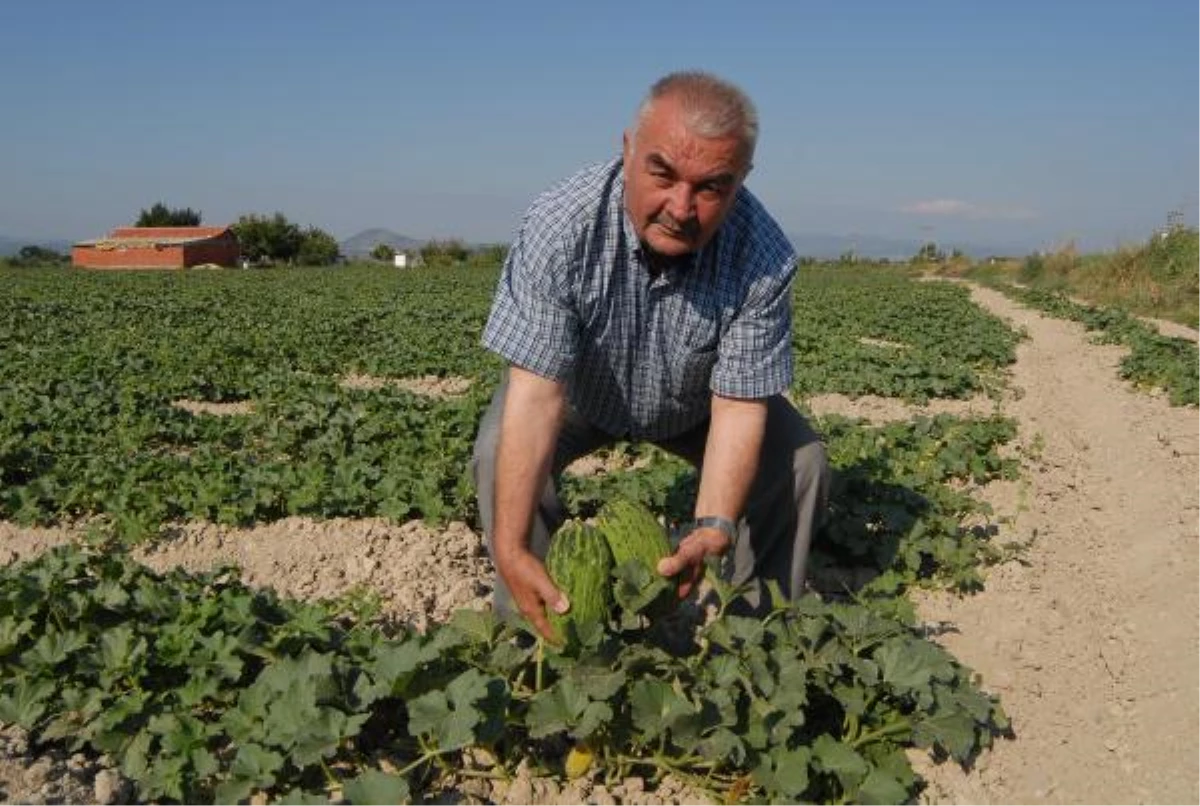 Kırkağaç Kavununda Rekolde Yüksek Ama Hasat Gecikiyor