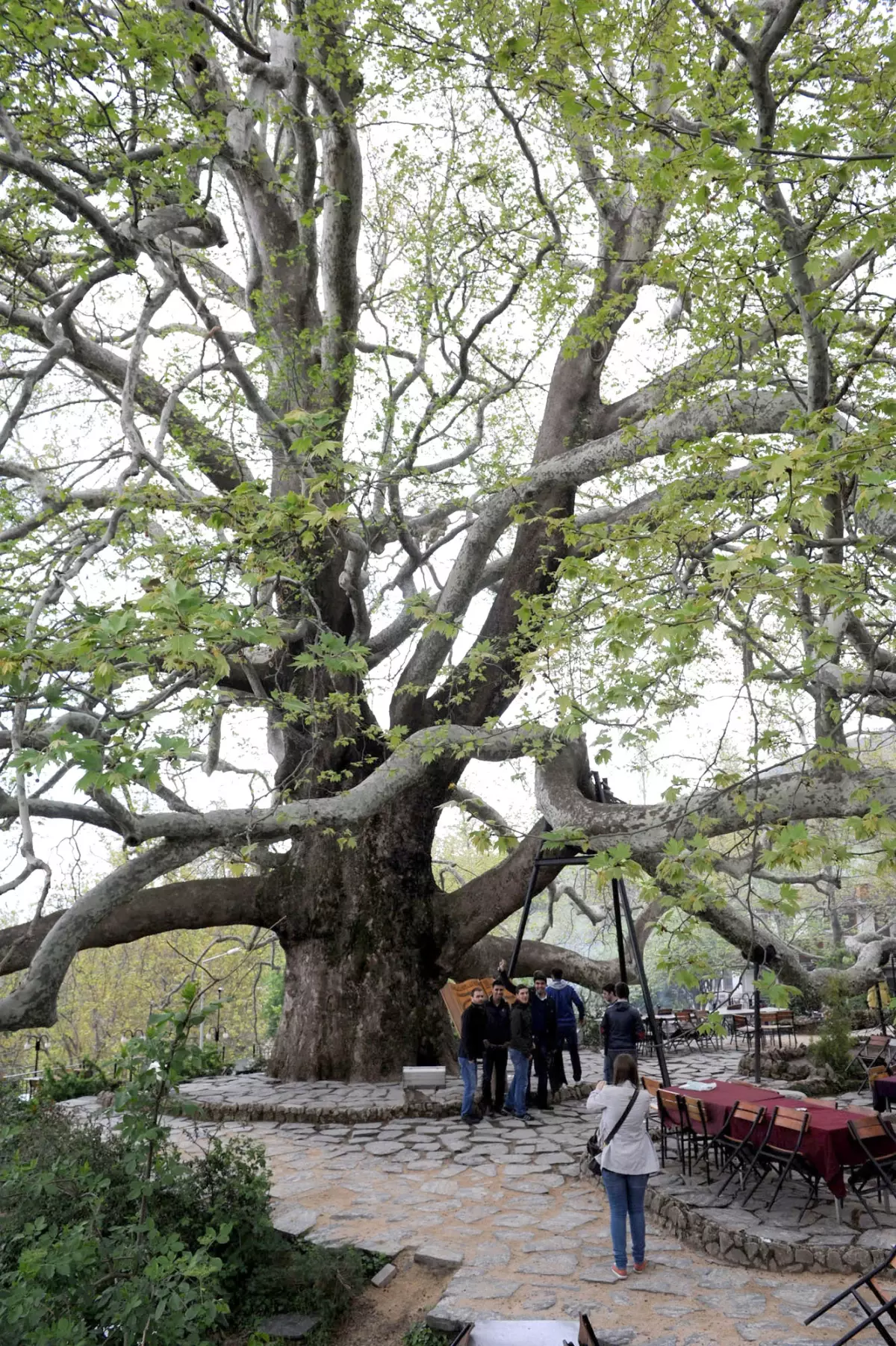 Bayram Tatilinde 605 Yıllık Çınara Arap Turistlerden İlgi