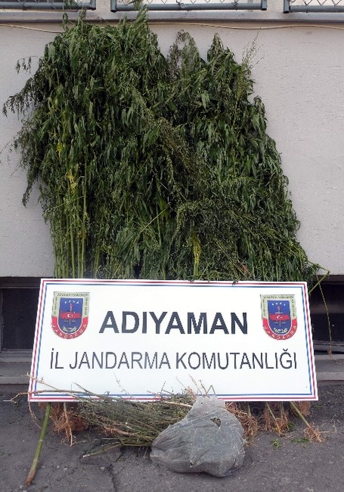 Bahçede 532 Kök Kenevir ve 800 Gram Esrar Ele Geçirildi