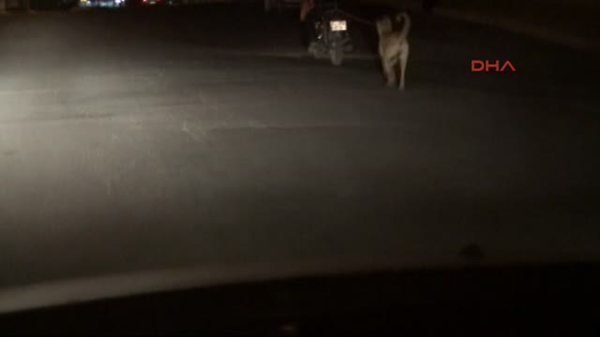 Şanlıurfa\'da Köpeğe Motosikletli İşkence