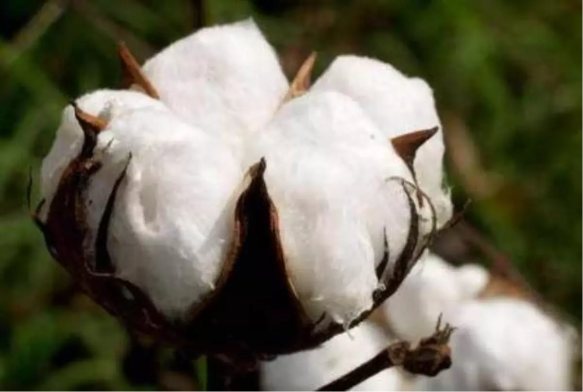 Şanlıurfa Ticaret Borsasında Ürün Fiyatları