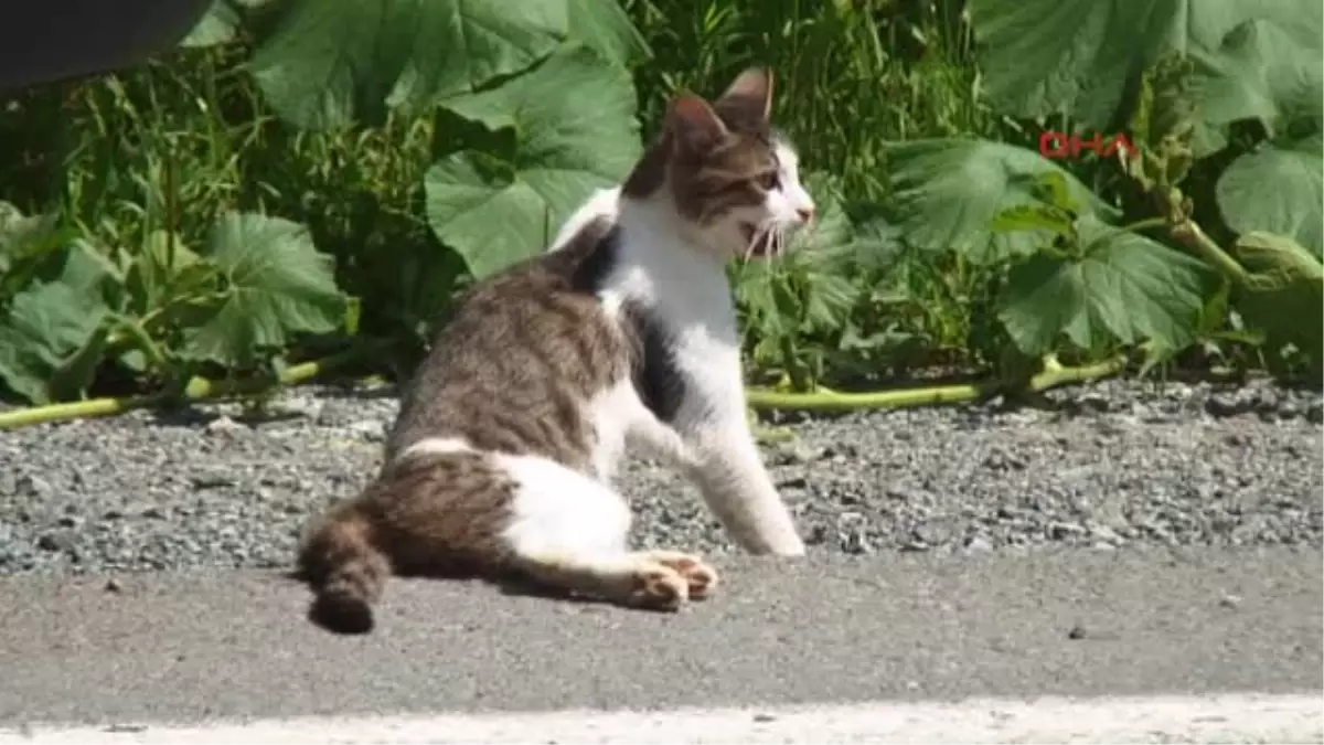 Baba ve Kızı Kurtarmadıkları Kedi İçin Üzüldü