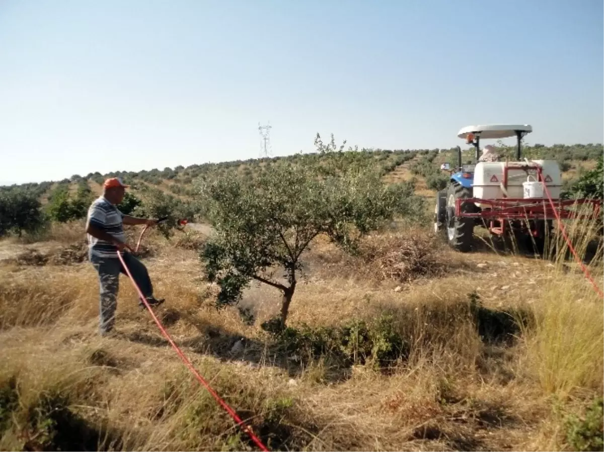 Gökdemir\'den Zeytin Dal Kanseri Uyarısı..