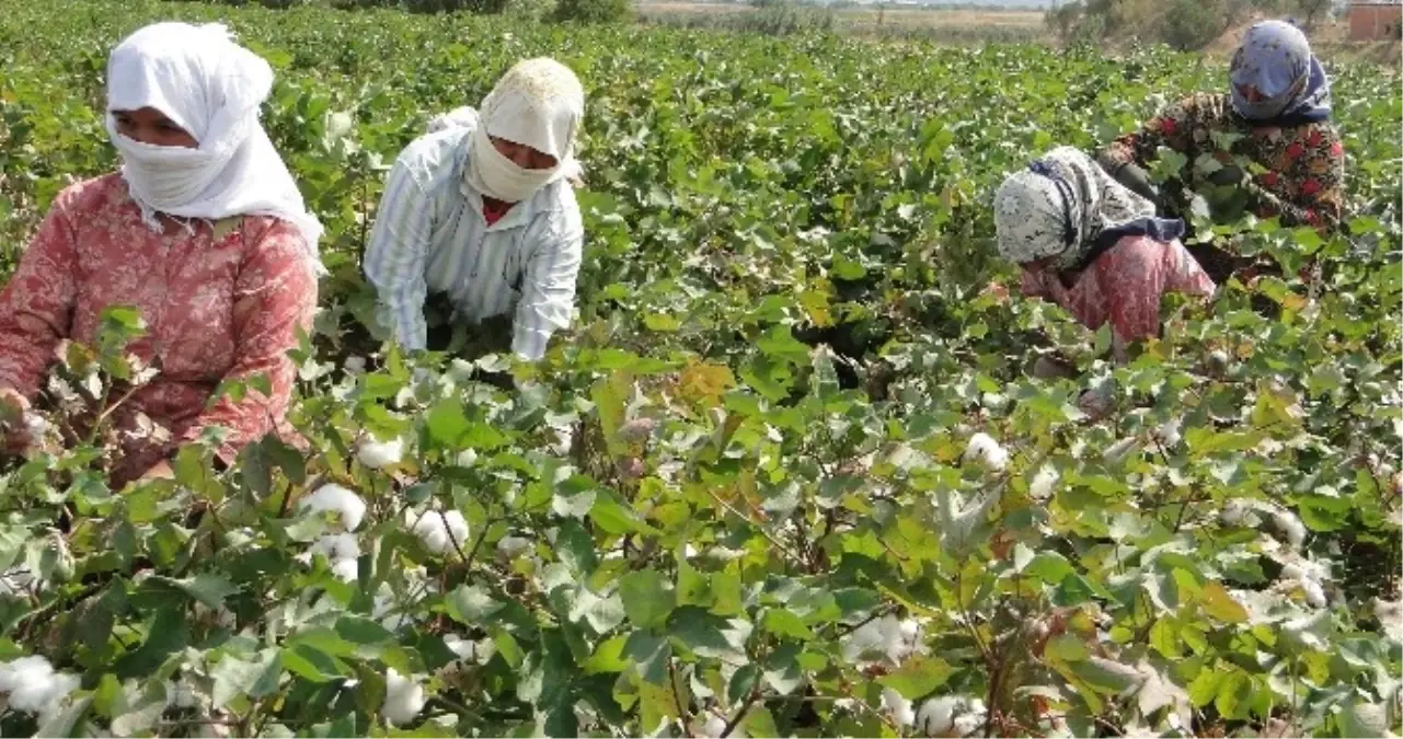 Primler Artınca Çiftçi Yeniden Pamuğa Yöneldi