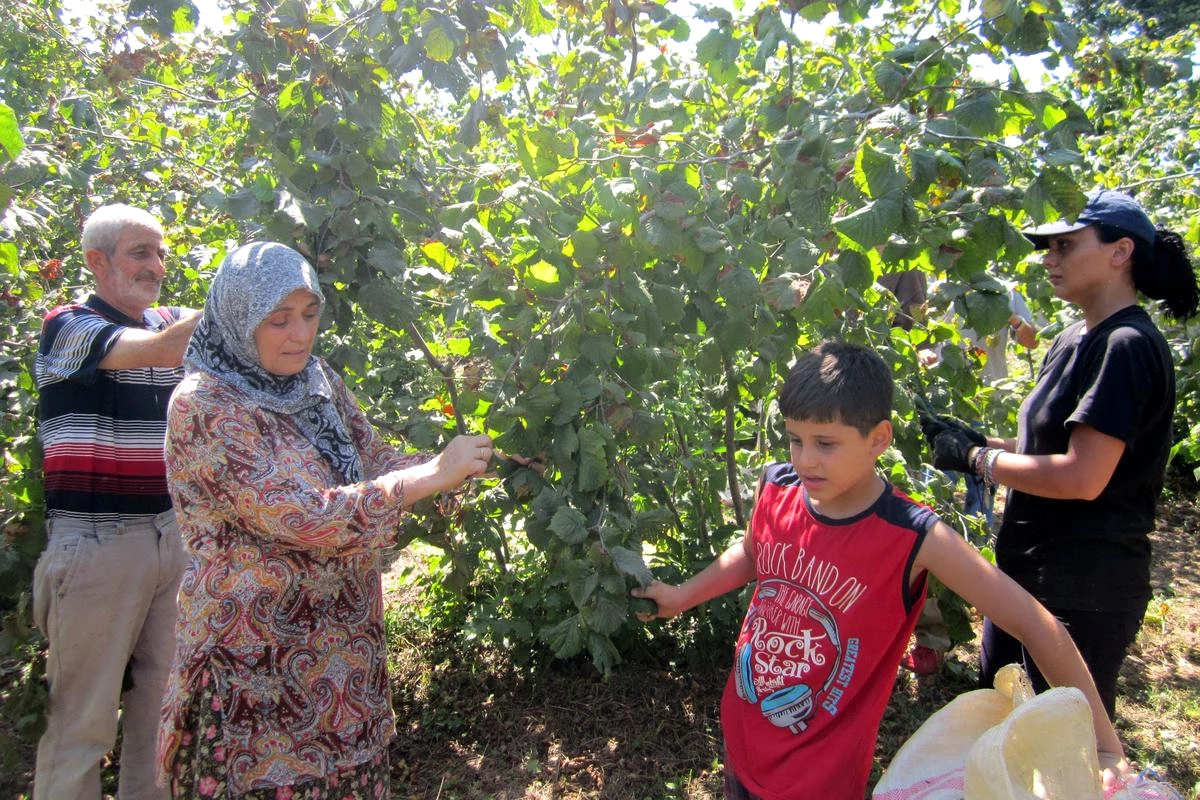 Ünye\'de Fındık Hasadı