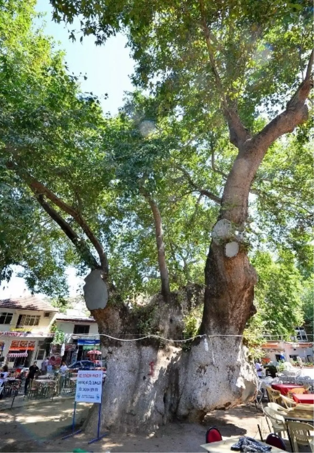 Bin Yıllık Çınara Gençlik Aşısı