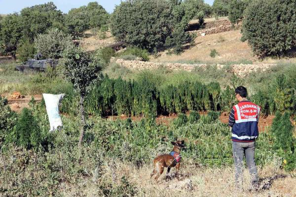 Diyarbakır\'da 520 Kilo Esrar Ele Geçirildi