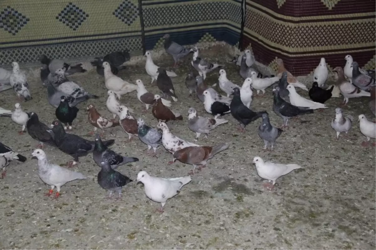 Güvercin Sevdalıları Pazarda Buluştu