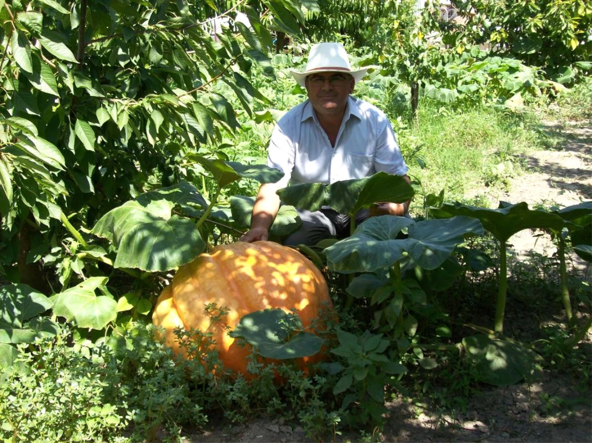 Havsalı Çiftçi 90 Kilogramlık Kabak Yetiştirdi