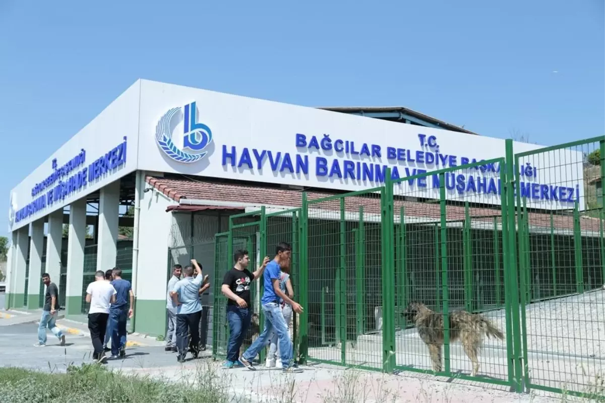 Hayvan Barınma ve Müşahade Merkezi\'nde Hayvanlara Özel Bakım