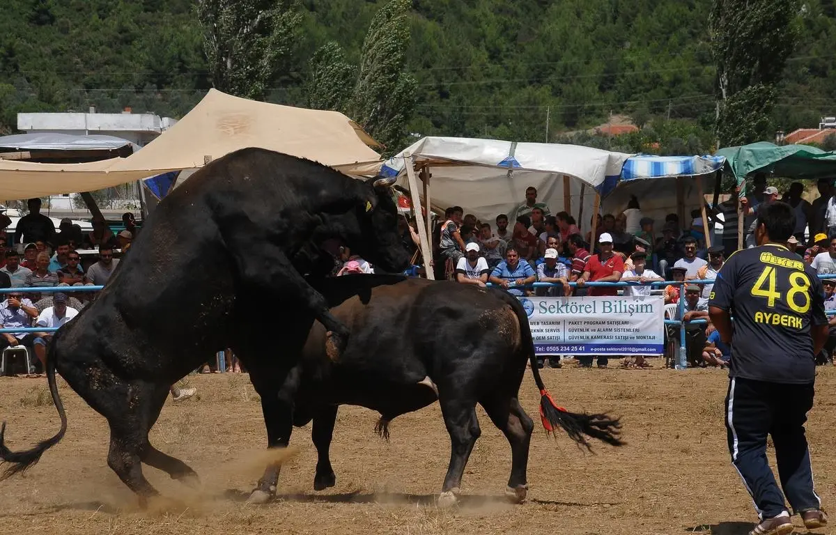 Muğla\'da Boğa Güreşleri Festivali Düzenlendi