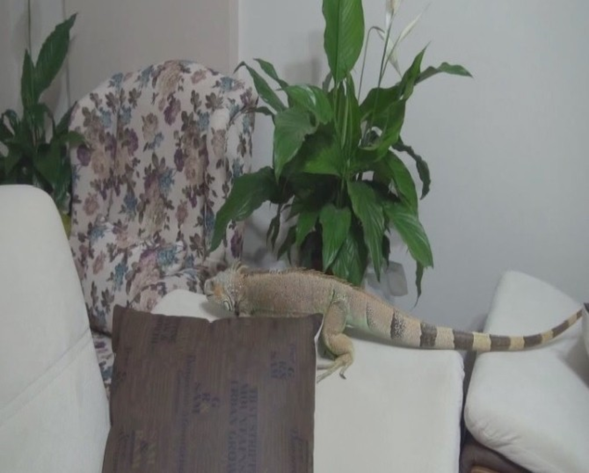 4 Yıldır Evlerinde İguana Besliyorlar