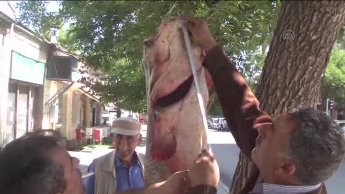 80 kilogramlık yayın balığı yakalandı -