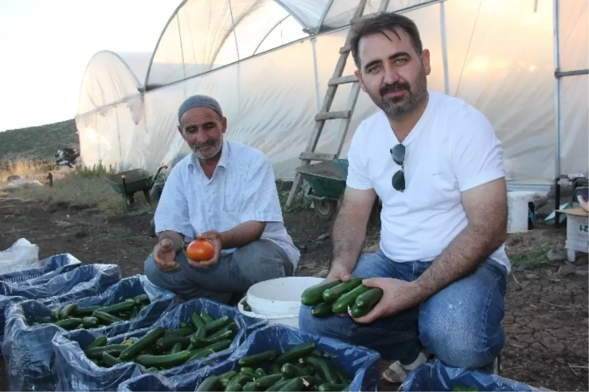 Bingöl\'ün Bir Haftada 5 Ton Salatalık Üretiyorlar