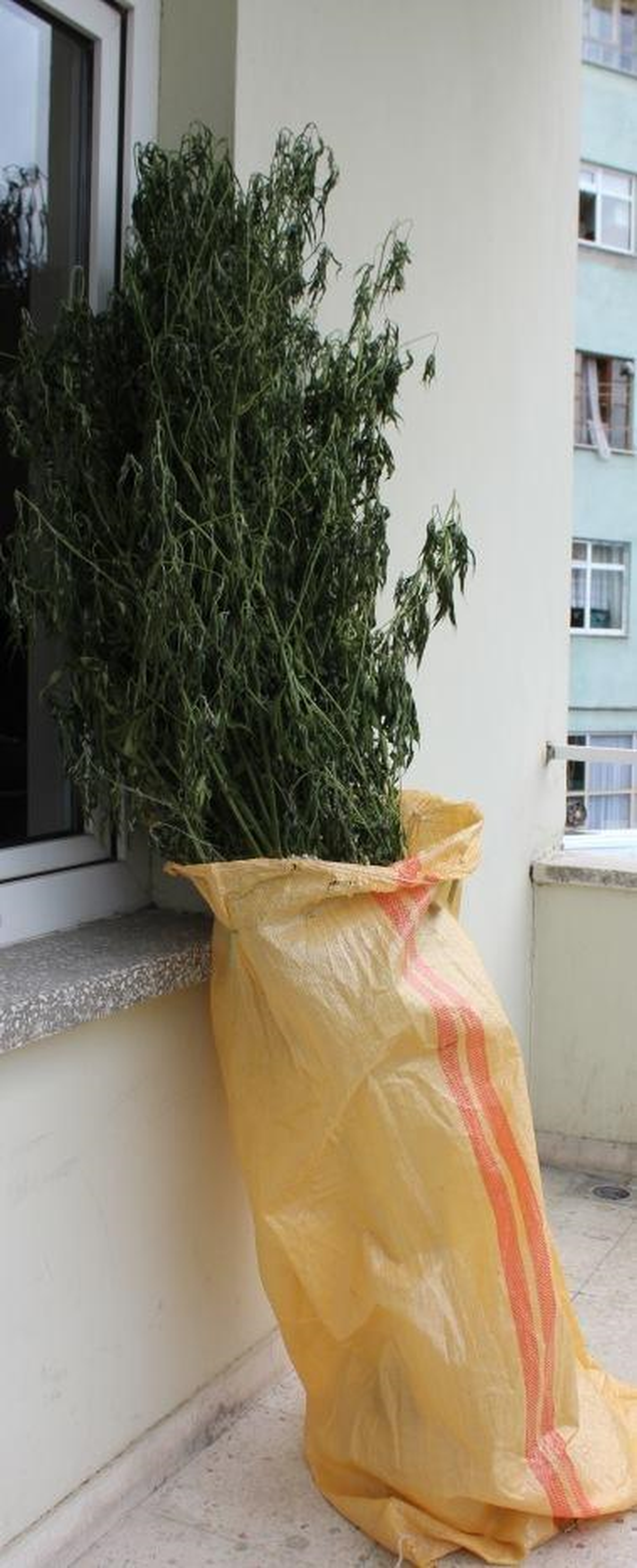 Çarşamba\'da 34 Kök Hint Keneviri Ele Geçirildi