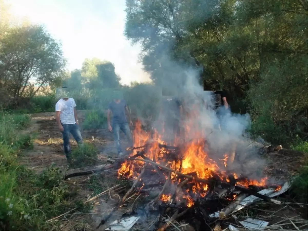 Dicle Nehri Kenarında Hint Keneviri Ele Geçirildi