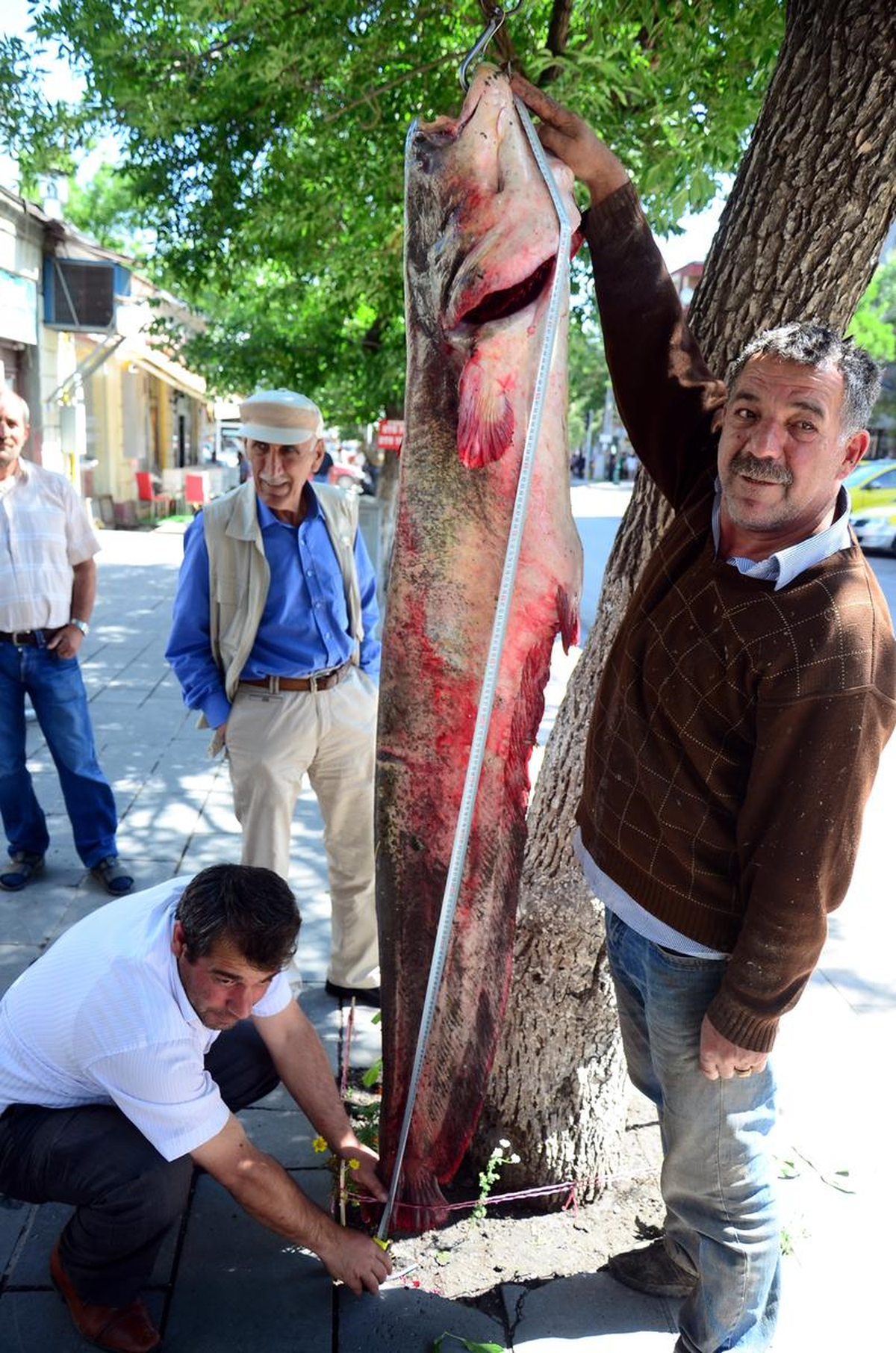 Kars Çayı\'nda 80 Kilogramlık Yayın Balığı Yakalandı