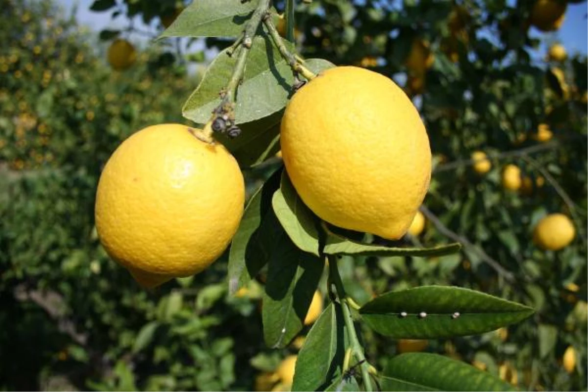 Limon, Sezonunda da El Yakacak