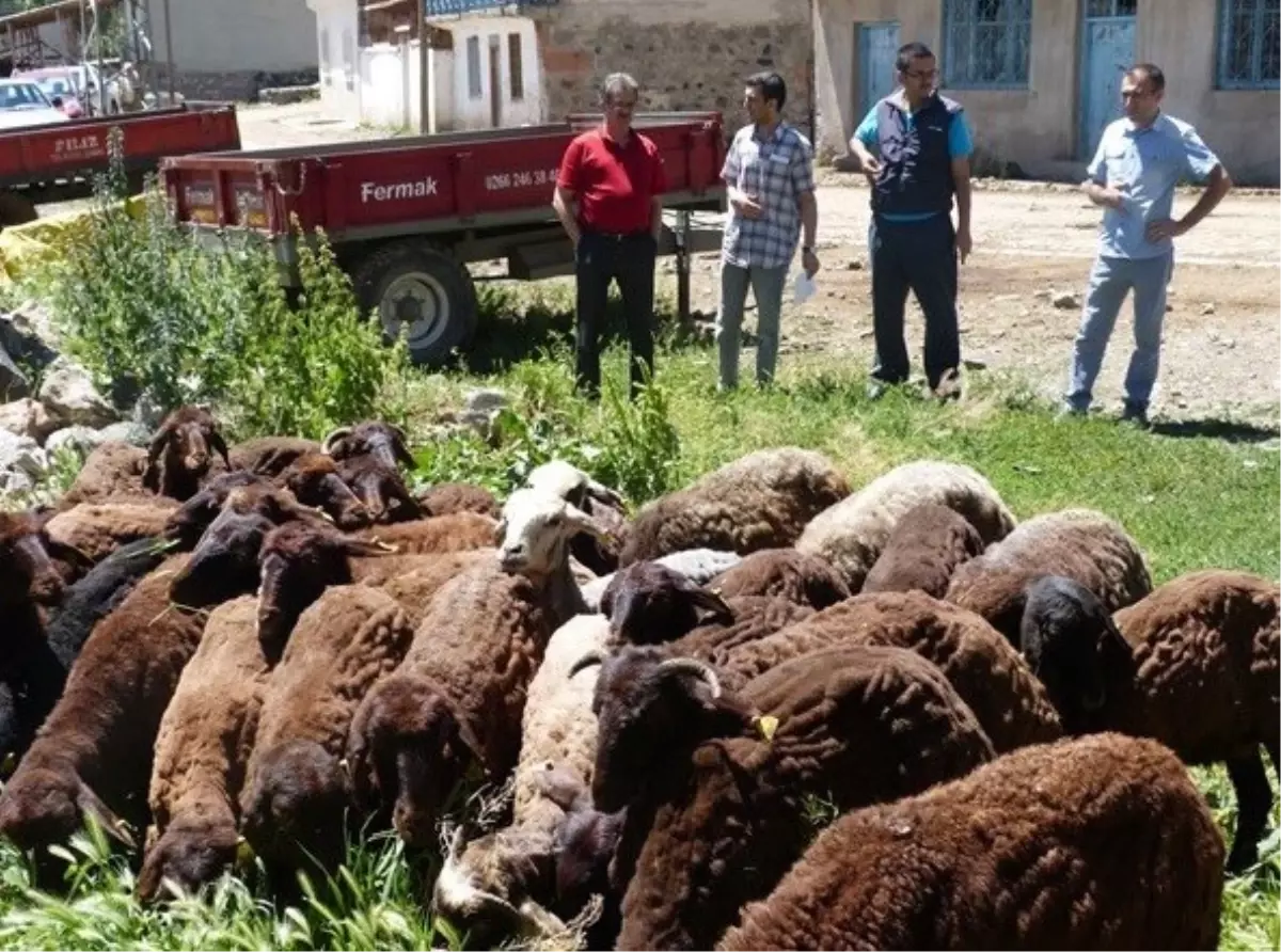 Oltu\'da Orköy Faaliyetleri Devam Ediyor