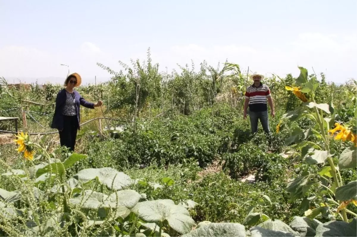 Yyü Akademisyenleri Hobi Bahçelerinde Stres Atıyor