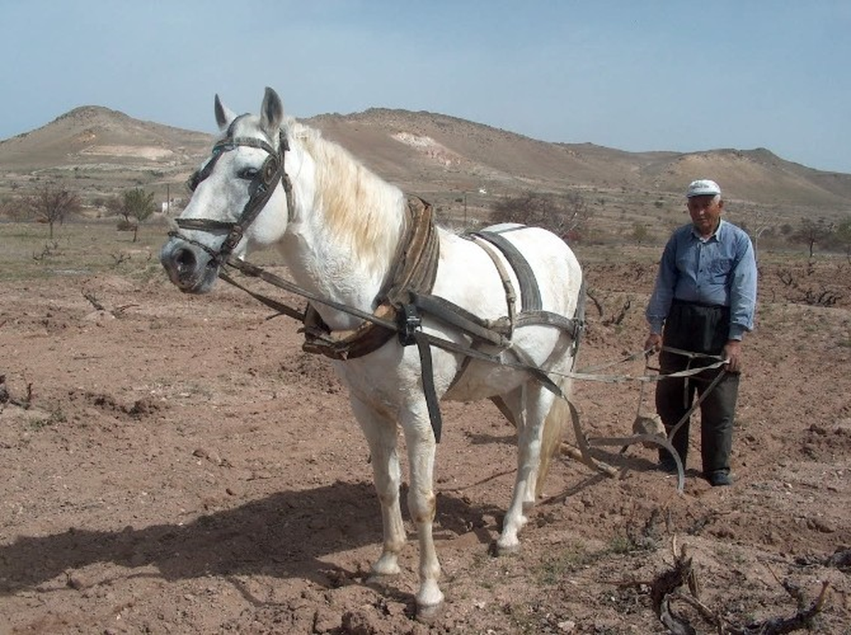 Aşırı Sıcaklarda Hayvanları Güneşin Altında Bırakmayın