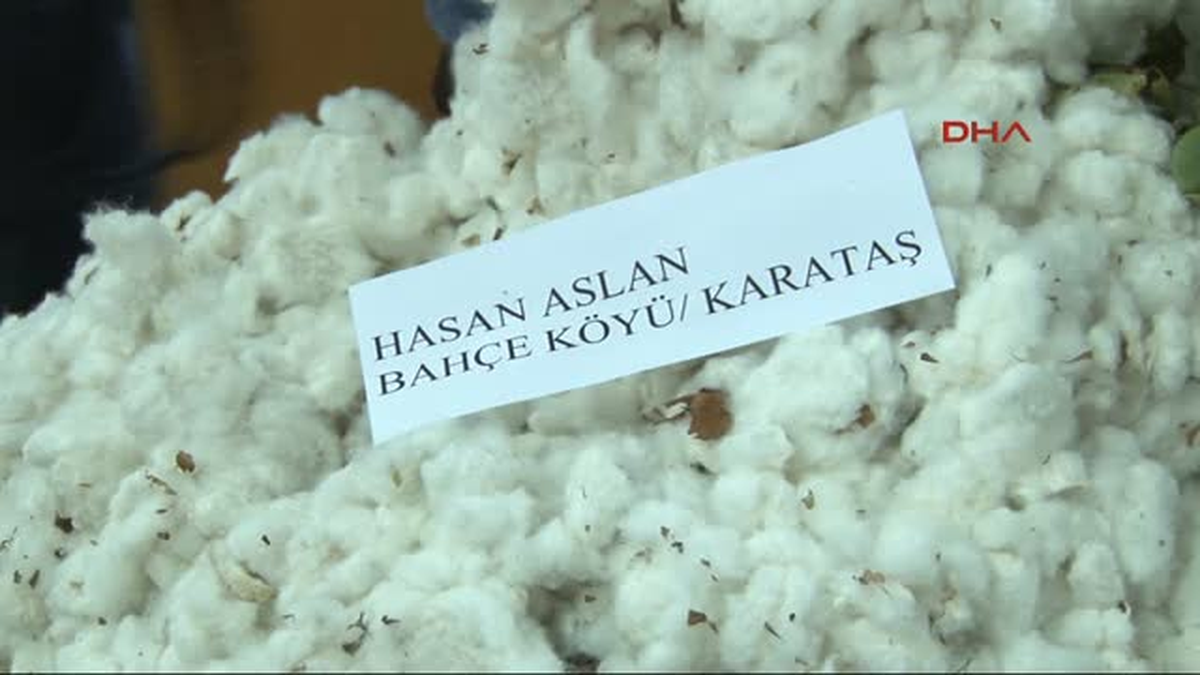 İlk Kütlü Pamuk Kilosu 31 Liradan Satıldı