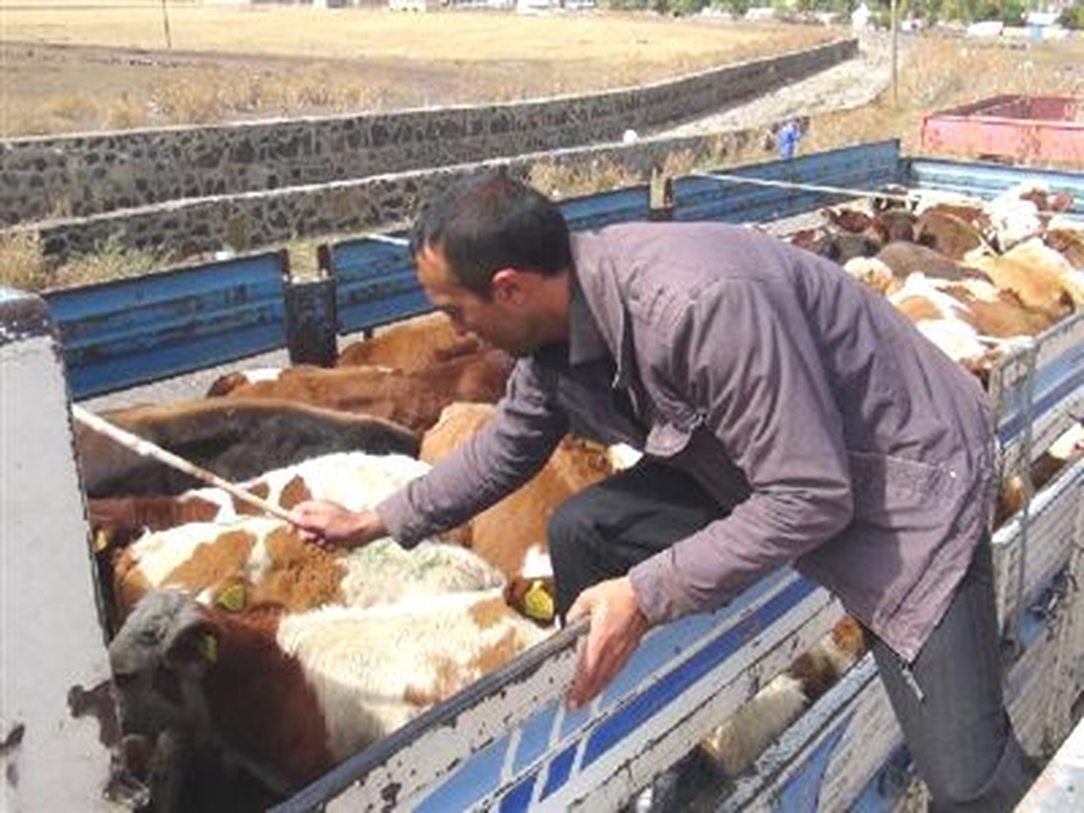 Kars\'tan Batı İllerine Hayvan Sevki Başladı