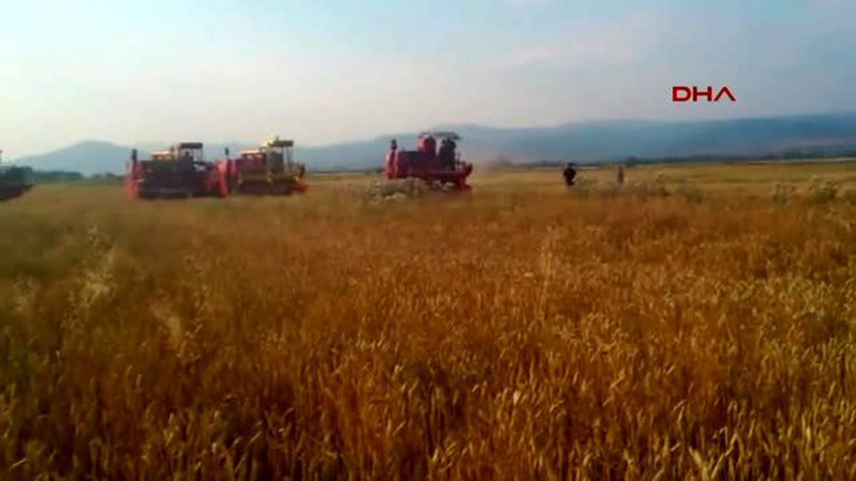 Kosova\'da Buğday Üretimi Bu Yılın %80\'ini Karşılıyacak