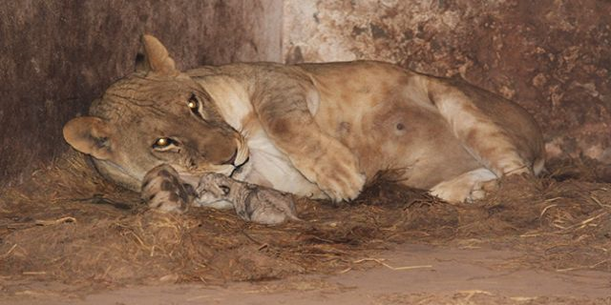 Meksika\'da Ölüme Terk Edilmiş İki Aslan Bulundu