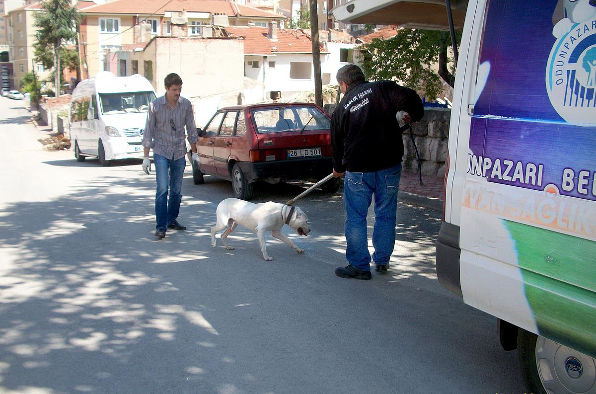 Odunpazarı Belediyesi Zabıtası Tehlikeli Köpeği Yakaladı