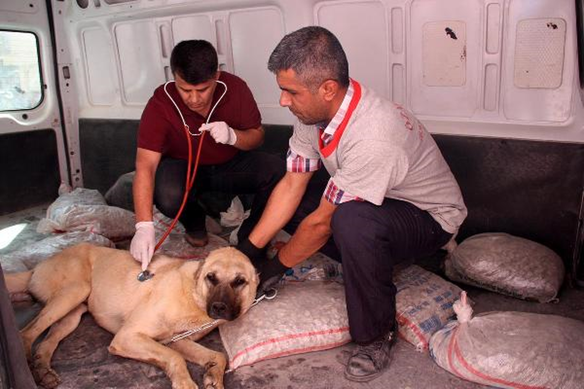 Sokak Köpeklerinin Yaraladığı Kangala Tedavi