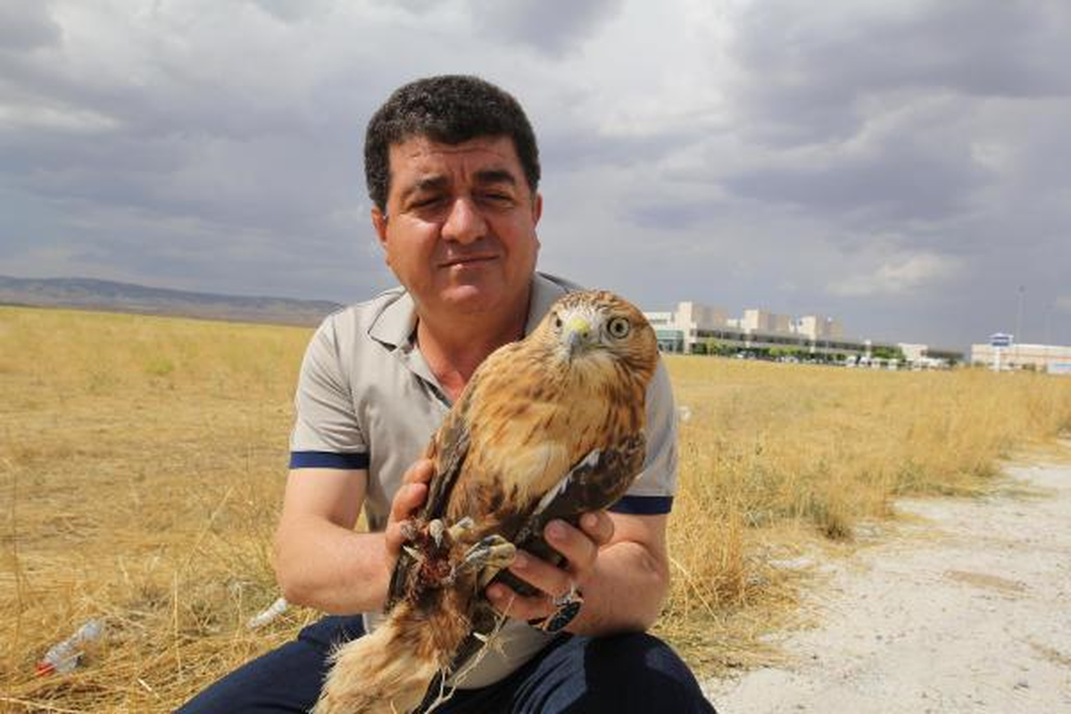 Yaralı Kızıl Şahin Kurtarılamadı